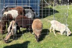 00-v4fpPcSRpaKptBGOizoYKnvk-jj8ZoV9197sLROu3OLowFReYC6G_TrYHZSgeuJDUnDnu4gHHWpfyYq5WwzmNg